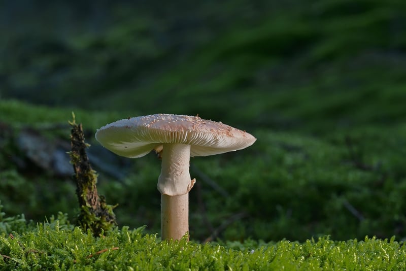 Forest Dining