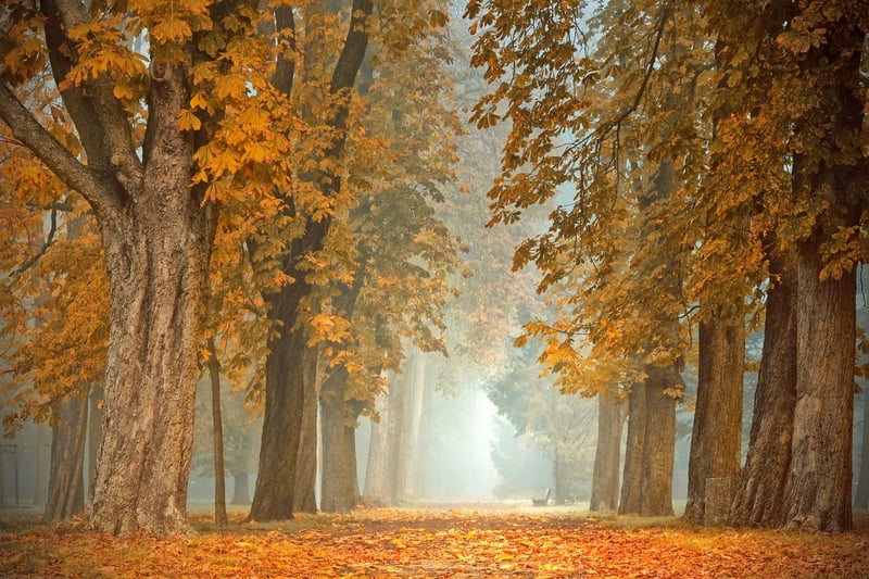 Magical Woodland